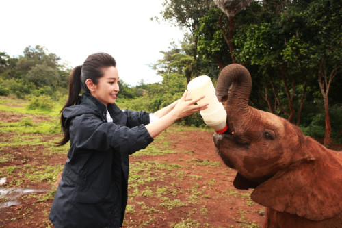 李冰冰出演"變四"引熱議非洲認(rèn)養(yǎng)幼象