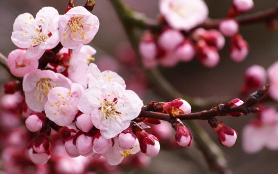 ���z�Ҽ������з۲ʡ��y�� �c����s��