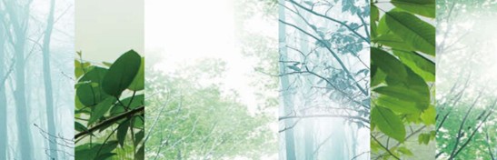 ˯هVioletC(j)Ҽ