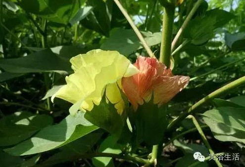 ԡƵĴëԡʲôǰɫ