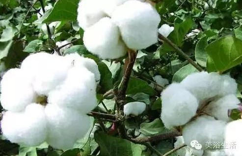 ԡƵĴΣëԡʲôǰɫģ