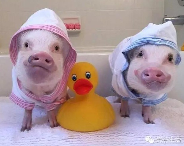 ԡһlԡ͎o㲻ԶҸ